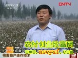 <b>棉花种植新技术-棉麦稳产连作技术</b>