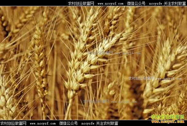 小麦价格还能上涨吗？未来小麦行情预测