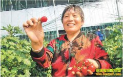 农村种啥最赚钱？“草莓西红柿”一斤卖10元还供不应求
