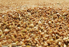 新小麦价格多少钱一斤？2023.5.30全国小麦收购价格表