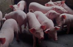 今年猪价如何走势，养猪赚钱吗？专家：2023年生猪市场不确定性较