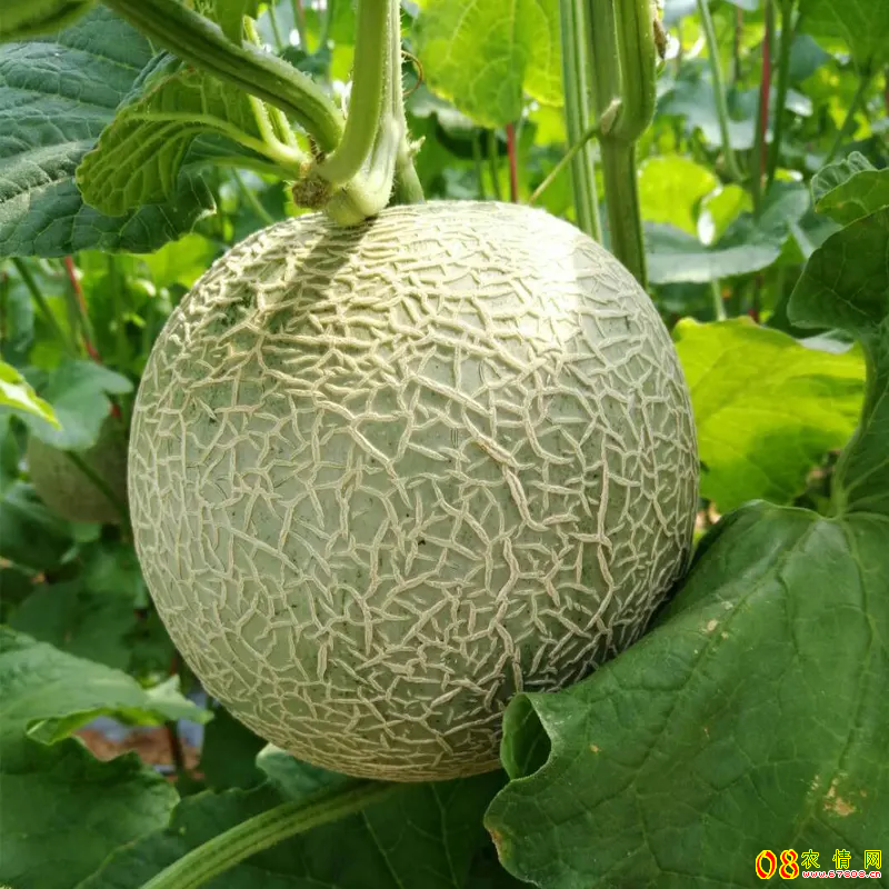 山东肥城：种植网纹蜜瓜一个瓜卖到65元